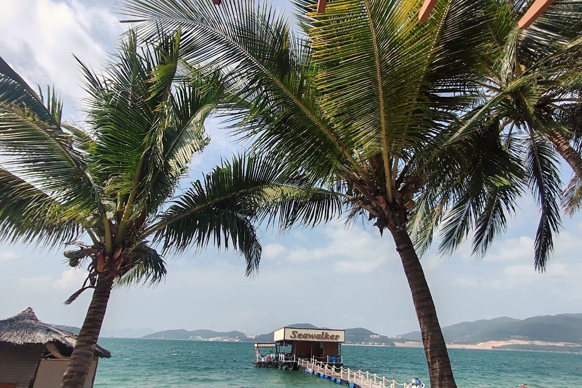 Hàng dừa nghiêng bên bờ biển xanh gần sân bay Cam Ranh, xa xa là cầu cảng và núi